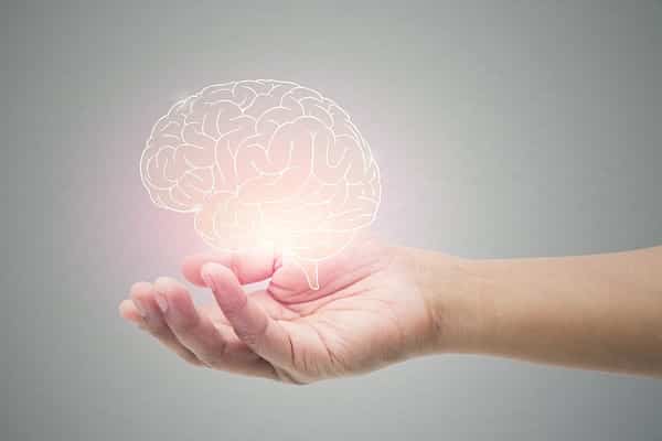 Brain