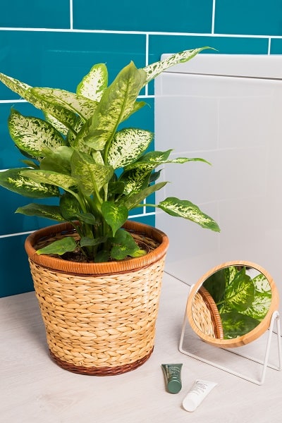 Plants