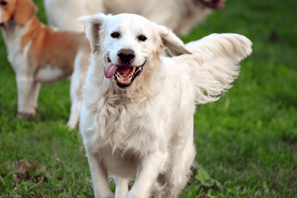Pet Ownership