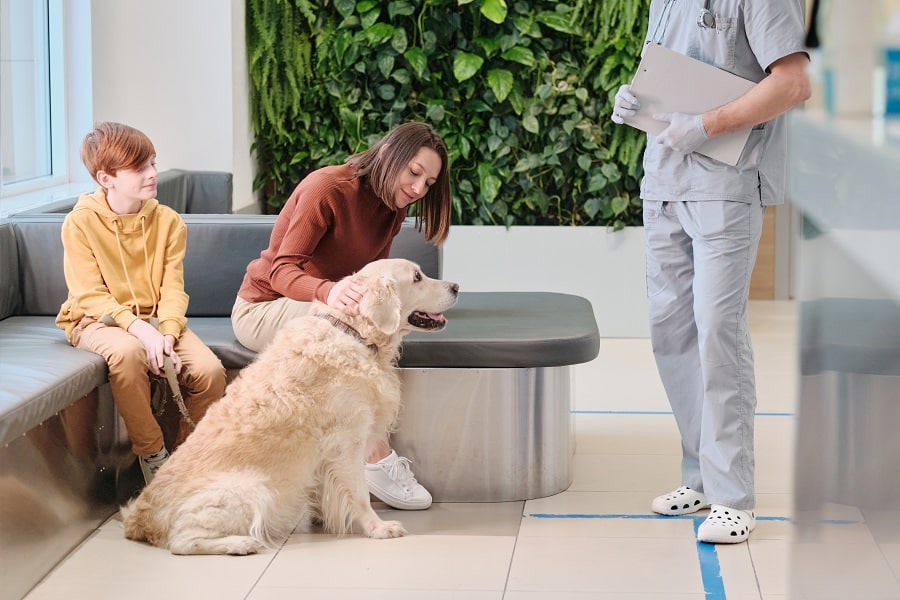 Dog Healthy