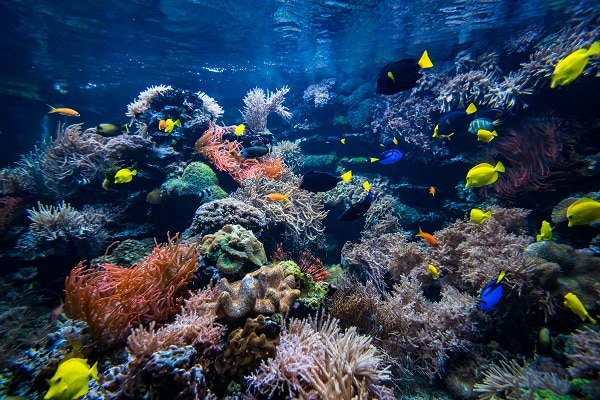 The Ocean’s Mysteries