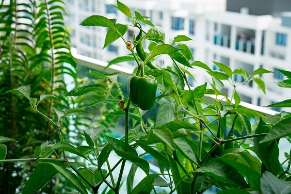 Urban Gardening