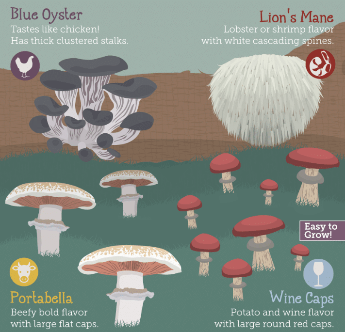 Top Tips For Growing Mushrooms At Home