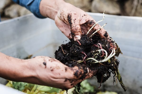 Make Your Own Organic Fertilizer