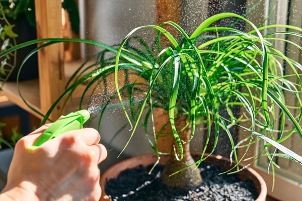 Plants For Purifying Indoor Air