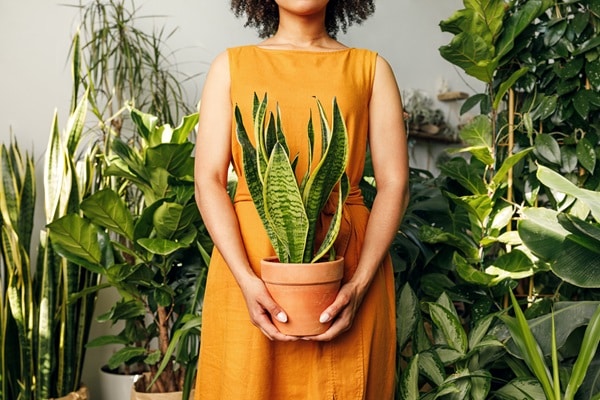 Plants For Purifying Indoor Air