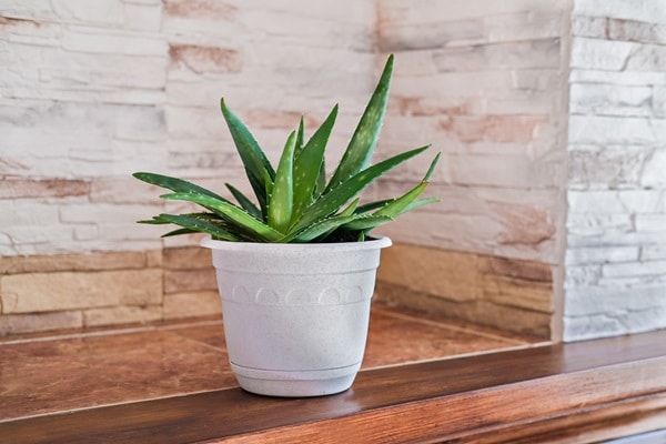 Plants For Purifying Indoor Air