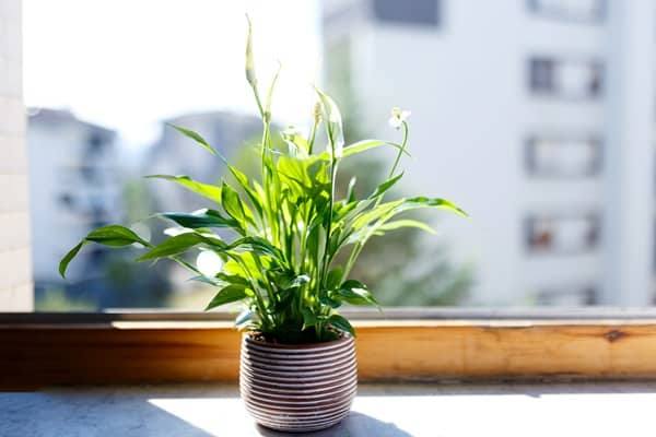 Plants For Purifying Indoor Air