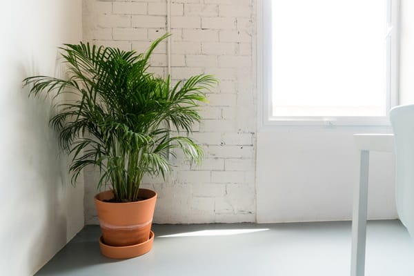 Plants For Purifying Indoor Air