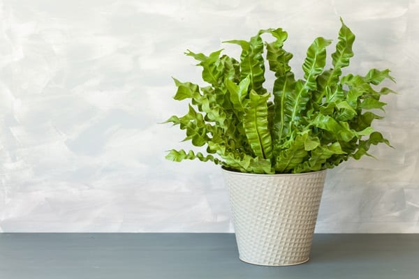 Plants For Purifying Indoor Air