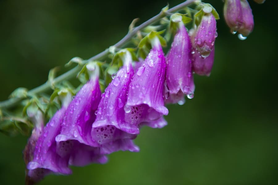 Toxic Plants You Might Be Growing