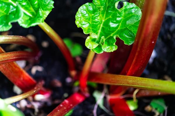 Toxic Plants You Might Be Growing