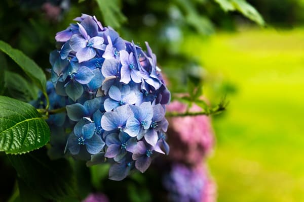 Toxic Plants You Might Be Growing